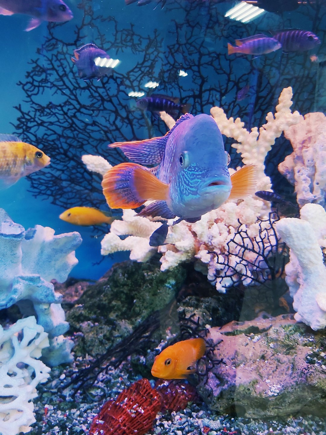 yellow-and-white-fish-in-fish-tank-zyb5saxods4